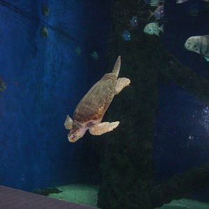 Virginia Aquarium-Sea Turtle