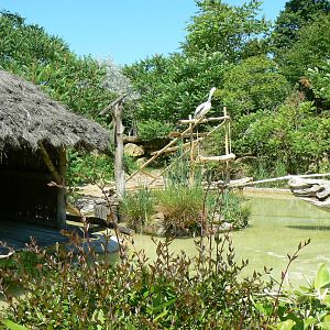 Pink-backed pelicans, sacred and glossy ibises pond