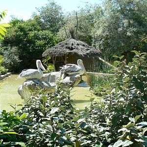 Pink-backed pelicans, sacred and glossy ibises pond