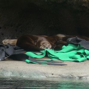 Virginia Aquarium-River Otters