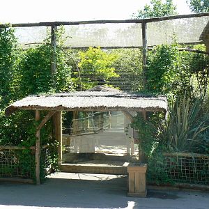 Meerkats, red-billed hornbills and waldrapp ibises exhibit