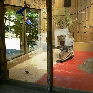 Meerkats, red-billed hornbills and waldrapp ibises exhibit