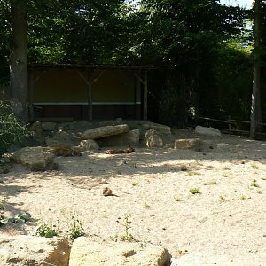 Spotted hyenas exhibit