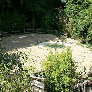 Spotted hyenas exhibit