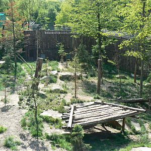 Amur tigers exhibit