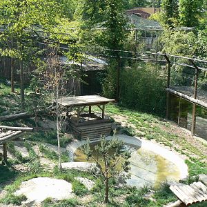 Amur tigers exhibit