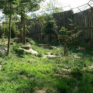 Amur tigers exhibit