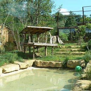 Sumatran tigers exhibit