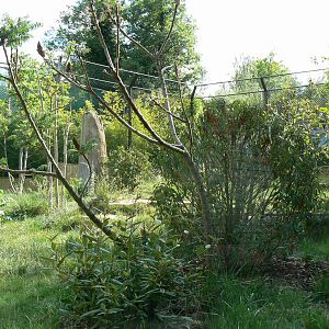 Sumatran tigers exhibit