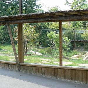 Sumatran tigers exhibit