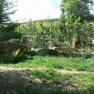 Snow leopards exhibit