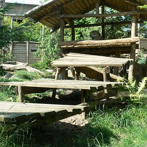 Snow leopards exhibit