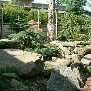 Snow leopards exhibit
