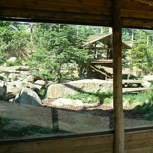Snow leopards exhibit