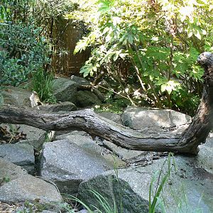 Fishing cats exhibit