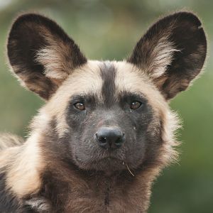 African Painted Dog - 14/09/2011