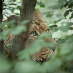 Asiatic Lioness - 27/08/2011