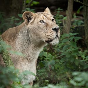 Asiatic Lioness - 27/08/2011