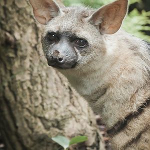 Aardwolf - 27/08/2010