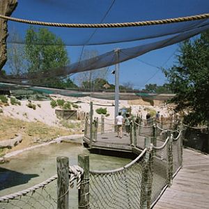 native Texas shorebirds