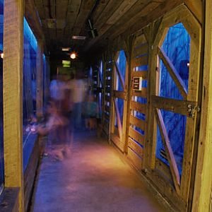 nocturnal Texas exhibit