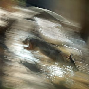 coyote running through stream