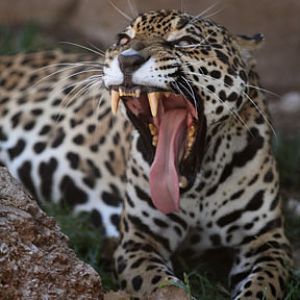 jaguar yawning