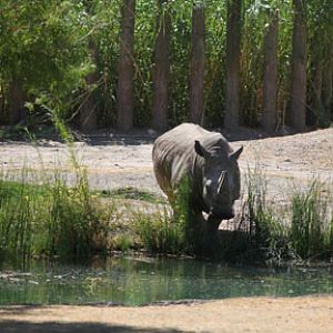 rhino at water's edge