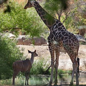kudu and giraffe