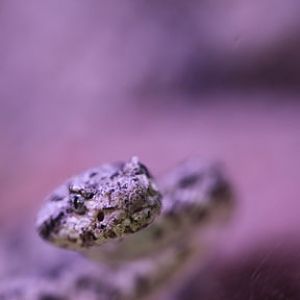 speckled rattlesnake