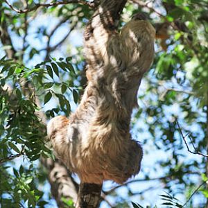 sloth climbing up