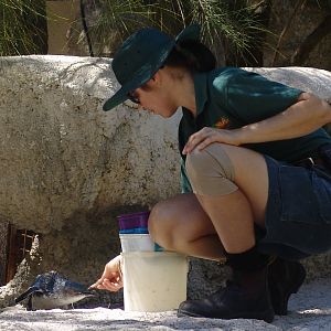 Feeding time of the Little Penguins (Eudyptula minor)