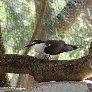 Bridled Tern (Onychoprion anaethetus)