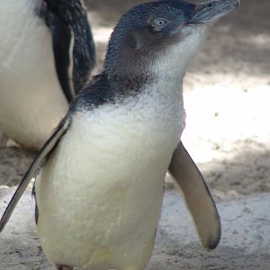 Little Penguin (Eudyptula minor)