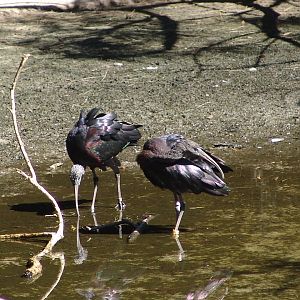 Glossy Ibis (Plegadis falcinellus)