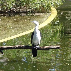 Little Pied Cormorant (Microcarbo melanoleucos)