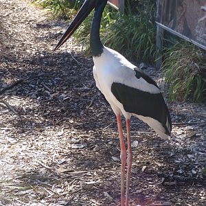 Male Black-necked Stork (Ephippiorhynchus asiaticus)