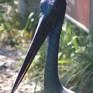 Male Black-necked Stork (Ephippiorhynchus asiaticus)