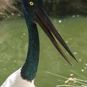 Female Black-necked Stork (Ephippiorhynchus asiaticus)
