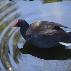 Dusky Moorhen (Gallinula tenebrosa)