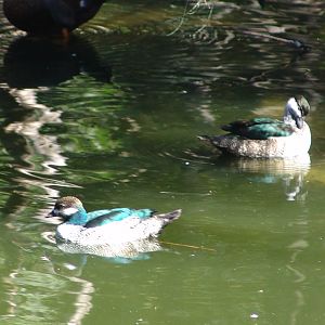 Green Pygmy Goose (Nettapus pulchellus)