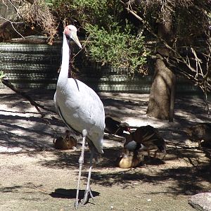 Brolga (Grus rubicunda)