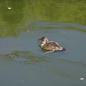 Female Blue-billed Duck (Oxyura australis)