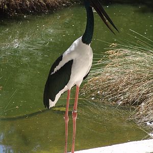 Female Black-necked Stork (Ephippiorhynchus asiaticus)