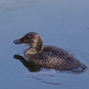 Female Blue-billed Duck (Oxyura australis)