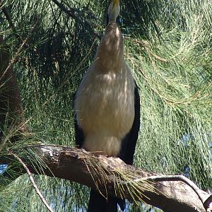 Australian Darter (Anhinga novaehollandiae)
