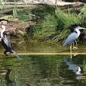 Little Pied Cormorant (Microcarbo melanoleucos) and a Pied Heron (Ardea pic