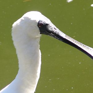 Royal Spoonbill (Platalea regia)