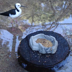 Black-winged Stilt (Himantopus himantopus)