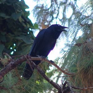 Wild Australian Raven (Corvus coronoides) at the zoo